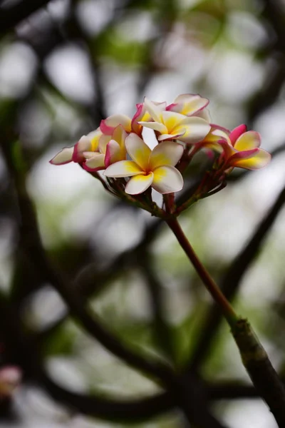 Blommorna Blommar Avel Säsong Har Ett Grönt Bladverk Bakgrund — Stockfoto