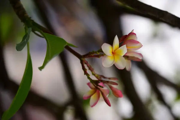 Колір Повна Квітка Зеленим Листям Красиві Рожеві Жовті Квіти Природі — стокове фото