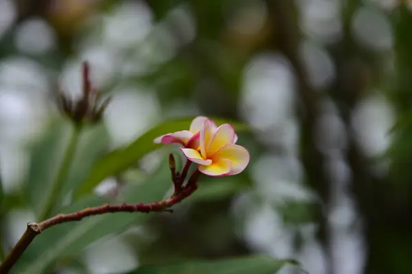 Les Fleurs Fleurissent Dans Saison Reproduction Fond Feuillage Vert — Photo