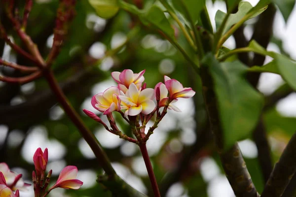 色緑色の葉と完全な花 House Garden の周りの自然の美しいピンクと黄色の花 — ストック写真