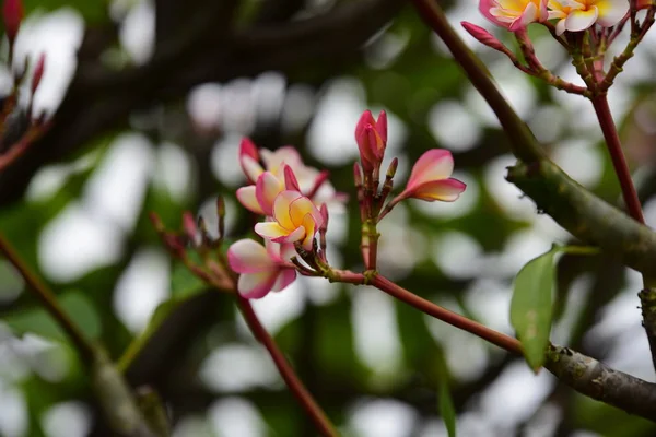 Färg Full Blomma Med Gröna Blad Vackra Rosa Och Gula — Stockfoto