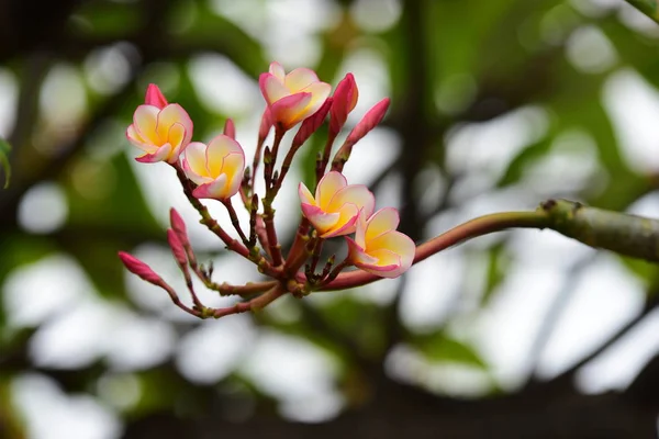 Цвет Полный Цветок Зелеными Листьями Розовые Желтые Цветы Природе Вокруг — стоковое фото