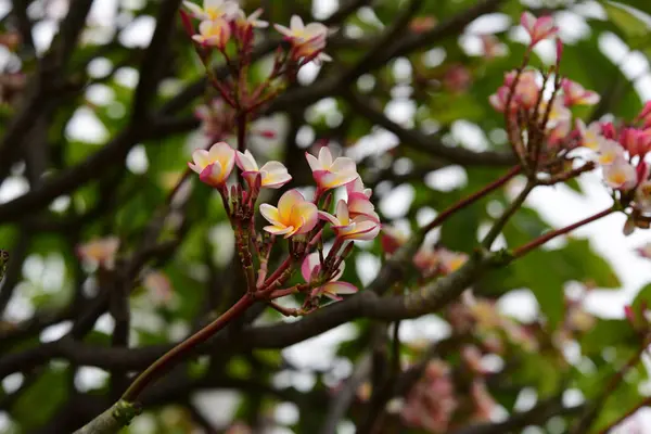 Цвет Полный Цветок Зелеными Листьями Розовые Желтые Цветы Природе Вокруг — стоковое фото