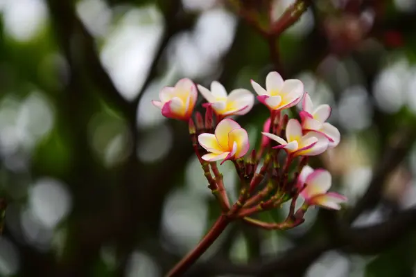 色緑色の葉と完全な花 House Garden の周りの自然の美しいピンクと黄色の花 — ストック写真