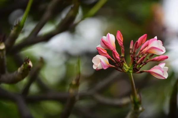 盛开的花朵在繁殖季节有一个绿色的叶子背景 — 图库照片