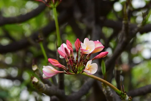 Renk Tam Çiçek Yeşil Yaprakları Ile House Garden Çevresinde Doğa — Stok fotoğraf