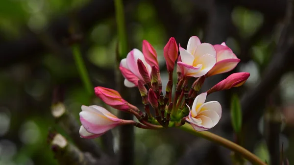 Színe Teljes Virág Zöld Levelekkel House Garden Körülvevő Természet Szép — Stock Fotó