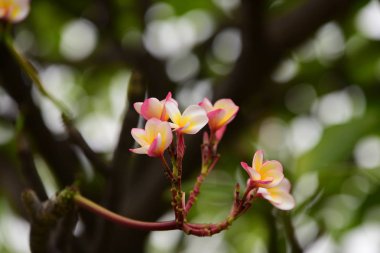 Güzel bahçe. Kelebek ve arı çit, güzel çiçekler. Güzel beyaz ve pembe çiçekler evde çit.