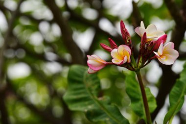 Güzel bahçe. Kelebek ve arı çit, güzel çiçekler. Güzel beyaz ve pembe çiçekler evde çit.