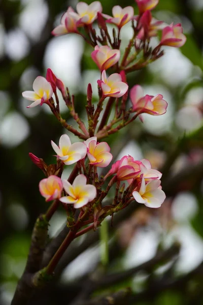 Fiori Stanno Fiorendo Nella Stagione Riproduttiva Uno Sfondo Fogliame Verde — Foto Stock