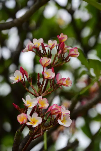 Virágok Van Virágzó Tenyésztési Szezon Háttere Zöld Lombok — Stock Fotó