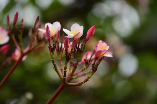 Λουλούδια Ανθίζουν Στην Αναπαραγωγή Σεζόν Έχει Ένα Background White Πράσινο — Φωτογραφία Αρχείου