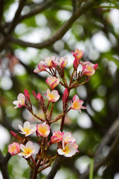 Flowers Blooming Breeding Season Has Green Foliage Background White Yellow — Stock Photo, Image