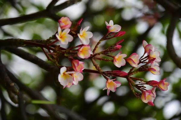 Renk Tam Çiçek Yeşil Yaprakları Ile House Garden Çevresinde Doğa — Stok fotoğraf