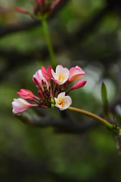 Gyönyörű Kert Pillangó Gyönyörű Virágok Kerítés Méh Gyönyörű Fehér Rózsaszín — Stock Fotó