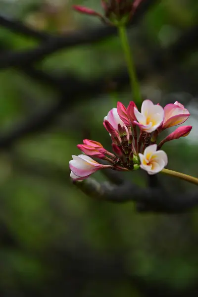 花が咲いて 繁殖ではシーズンは緑の葉 Background White と黄色のプルメリア 色とりどりの花 — ストック写真