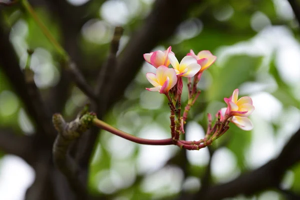 Колір Повна Квітка Зеленим Листям Красиві Рожеві Жовті Квіти Природі — стокове фото