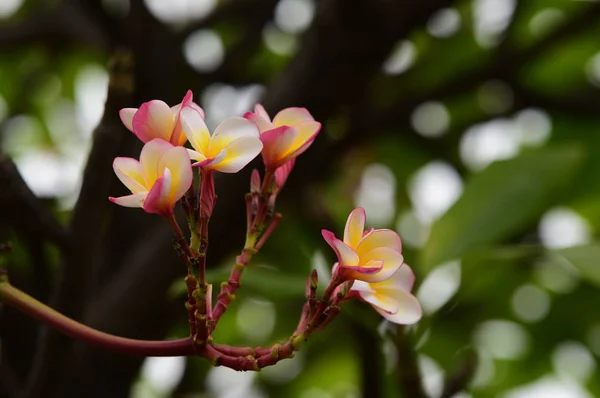 色とりどりの花 フランジパニ プルメリア 黄色白とピンクの花の Flower Group のピンク 黄色背景の葉とプルメリアのお花 プルメリアの花が咲いています — ストック写真