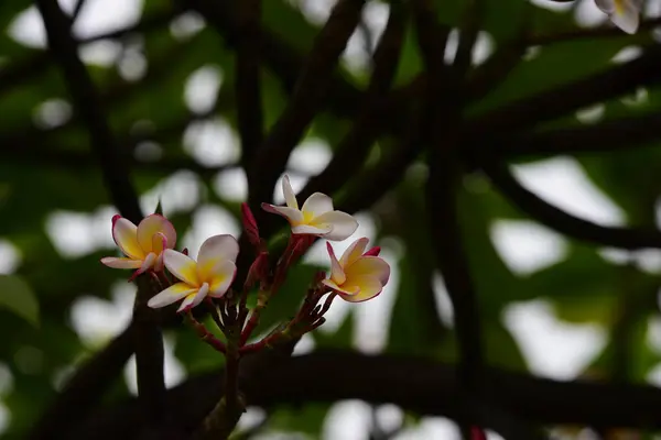 Kolorowe Kwiaty Grupa Flower Group Żółte Kwiaty Białe Różowe Frangipani — Zdjęcie stockowe