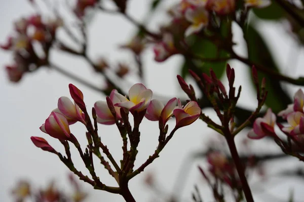 Цветущие Цветки Группа Цветущих Желто Белых Розовых Цветов Frangipani Plumeria — стоковое фото