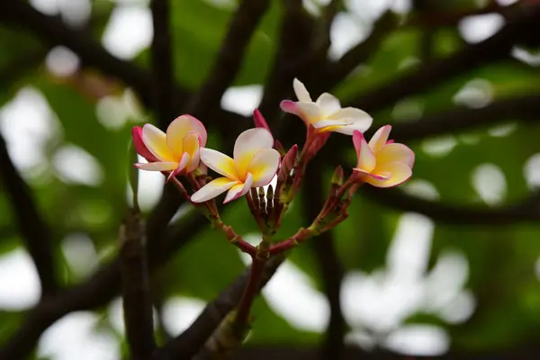 Les Fleurs Fleurissent Dans Saison Reproduction Fond Feuillage Vert Plumeria — Photo