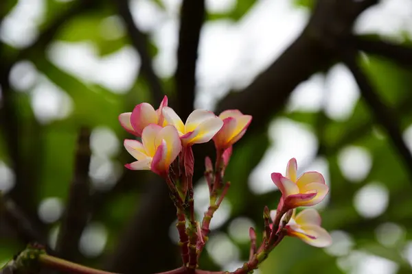 Couleur Pleine Fleur Avec Des Feuilles Vertes Belles Fleurs Roses — Photo