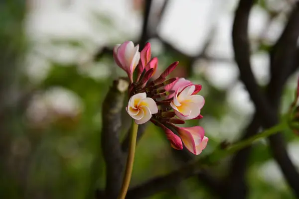 Renkli Çiçek Grup Flower Group Frangipani Plumeria Sarı Beyaz Pembe — Stok fotoğraf