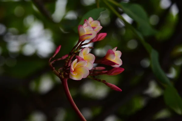 Барвисті Квіти Група Flower Group Жовті Білі Рожеві Квіти Frangipani — стокове фото