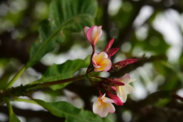 五颜六色的花朵 一组花 黄白色和粉红色的花朵组 粉红色 白色和黄色的花叶在背景 鸡蛋花开花 — 图库照片