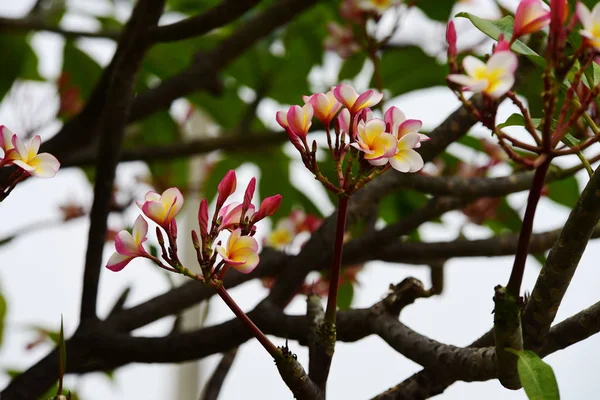 Belo Jardim Borboleta Abelha Com Belas Flores Cerca Lindas Flores — Fotografia de Stock