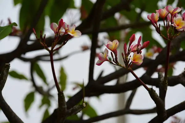 花が咲いて 繁殖ではシーズンは緑の葉 Background White と黄色のプルメリア 色とりどりの花 — ストック写真