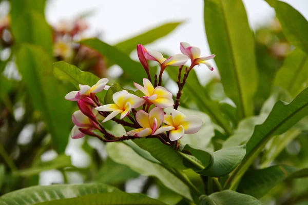 Belles Fleurs Sur Les Branches Des Arbres — Photo