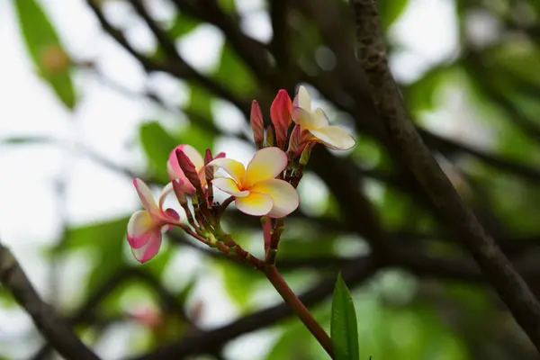 Grupo Flores Grupo Flores Amarillas Blancas Rosadas Frangipani Plumeria Flores — Foto de Stock