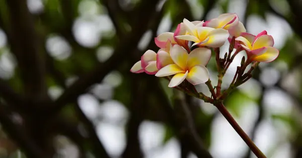 화려한 꽃입니다 노란색 분홍색 Frangipani Plumeria Flower Group의 노란색 백그라운드에서 — 스톡 사진