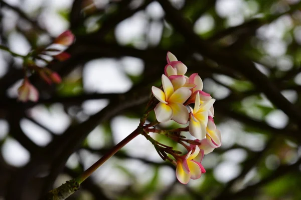 Belles Fleurs Sur Les Branches Des Arbres — Photo