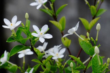Yeşil yapraklı küçük beyaz çiçekler.