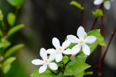 Yeşil yapraklı küçük beyaz çiçekler.