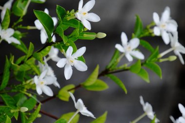 Yeşil yapraklı küçük beyaz çiçekler.