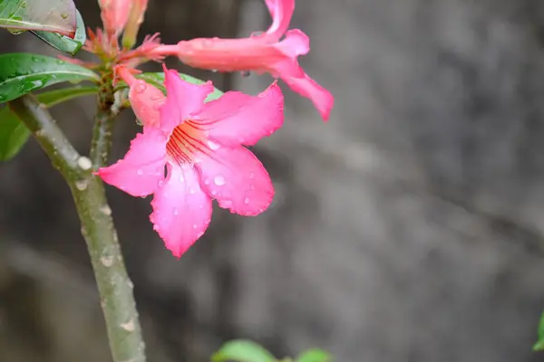 Ροζ Λουλούδια Πράσινα Φύλλα Στο Φωτεινό Και Ηλιόλουστες Ημέρες — Φωτογραφία Αρχείου