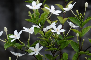 Yeşil yapraklı küçük beyaz çiçekler.
