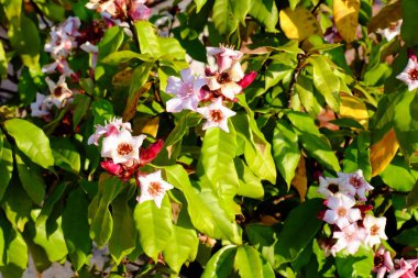 Parlak güneşli günlerde yeşil yaprakları ile pembe çiçekler.