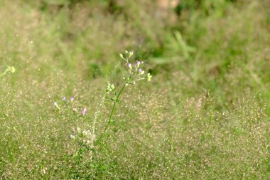 Çiçek closeup ile yeşil alan