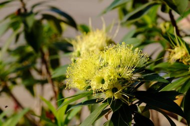 yeşil yaprakları ile sarı çiçek