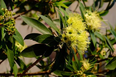yeşil yaprakları ile sarı çiçek