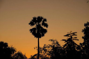 Ormandaki ağaçlar ile gündoğumu.