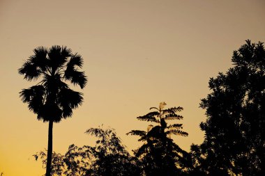 Ormandaki ağaçlar ile gündoğumu.