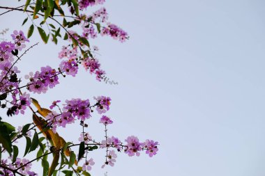 Parlak güneşli günlerde yeşil yaprakları ile pembe çiçekler.