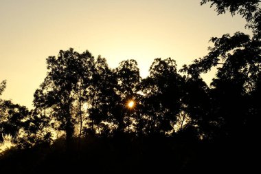 Ormandaki ağaçlar ile gündoğumu.