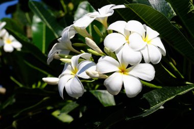 Lake görünümü orada güzel bulutlu bir gökyüzü ise yeşil dağların ağaçları ile.