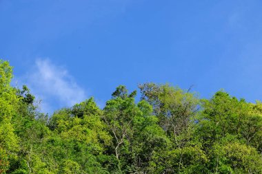Lake görünümü orada güzel bulutlu bir gökyüzü ise yeşil dağların ağaçları ile.